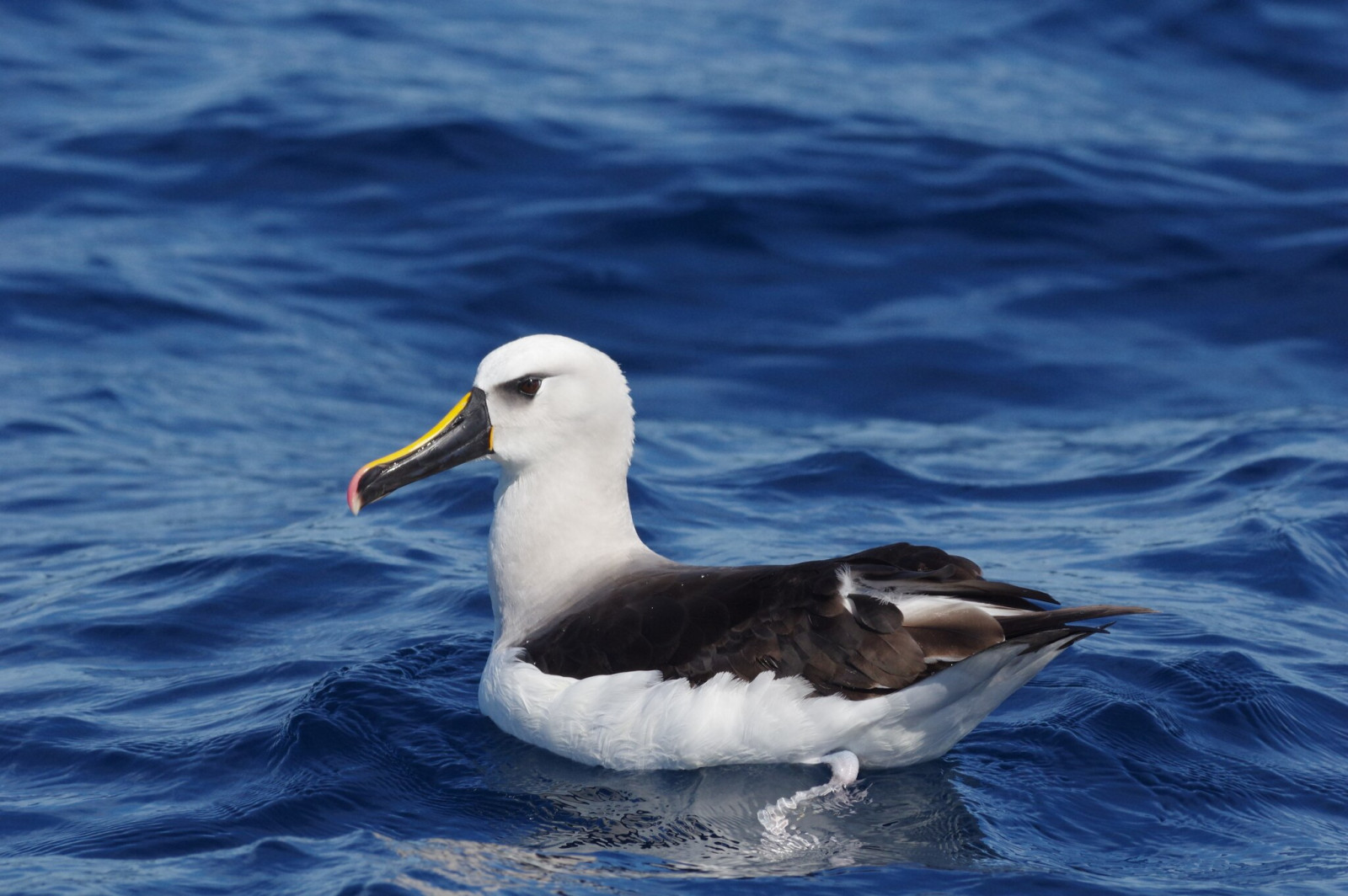 image Atlantic Yellow-nosed Albatross